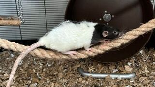Djurhållningen - Lyckans råttor